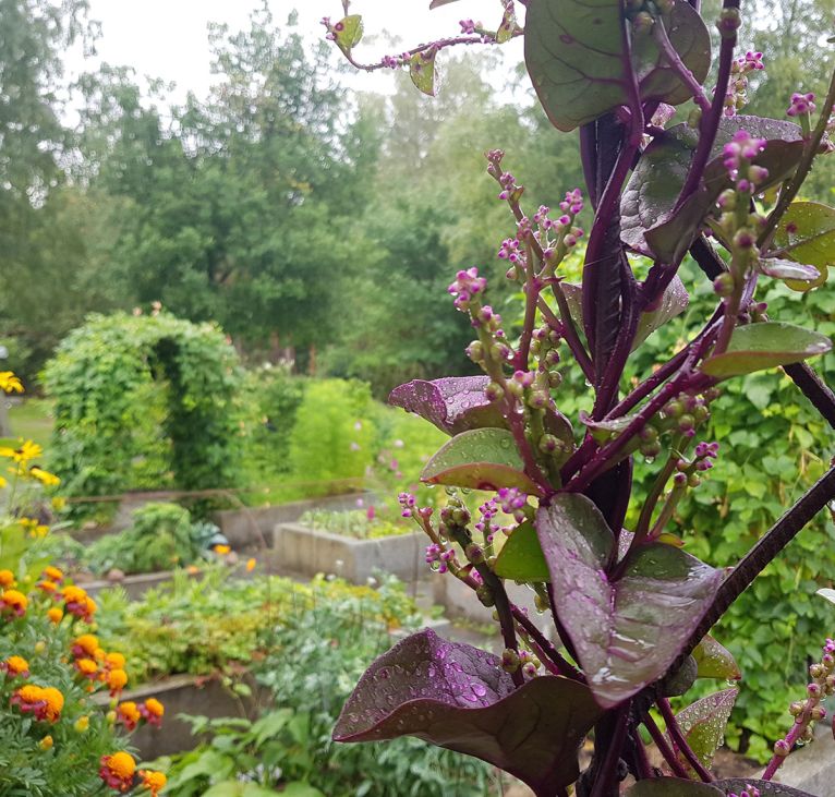 Tradgarden03